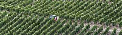 Ansicht eines Weinberges mit Traktor